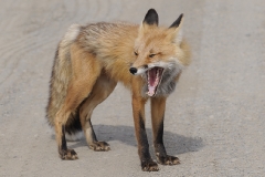 dsc9714-fox-crop_01