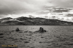 _IRR2836